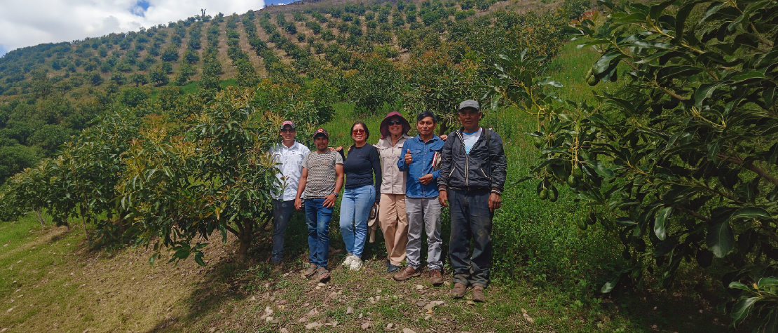 Poderosa y Danper fortalecen capacidades de productores de Chuquitambo para la exportación de palta Hass