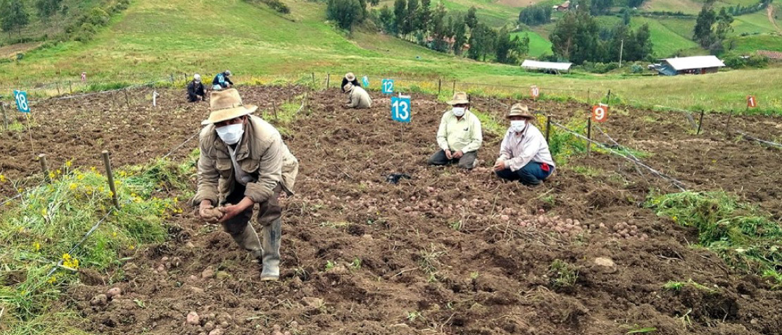 Distanciamiento social inteligente asegura cosecha de valiosos experimentos de papa en La Libertad