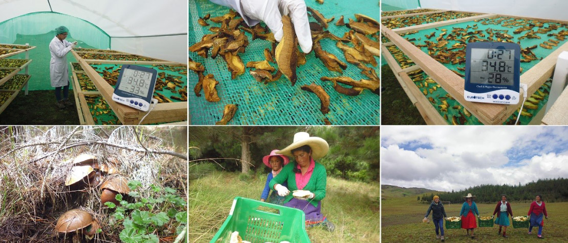 Chugay: mujeres mejoran ingresos gracias a comercialización de hongo de gran demanda en mercado internacional