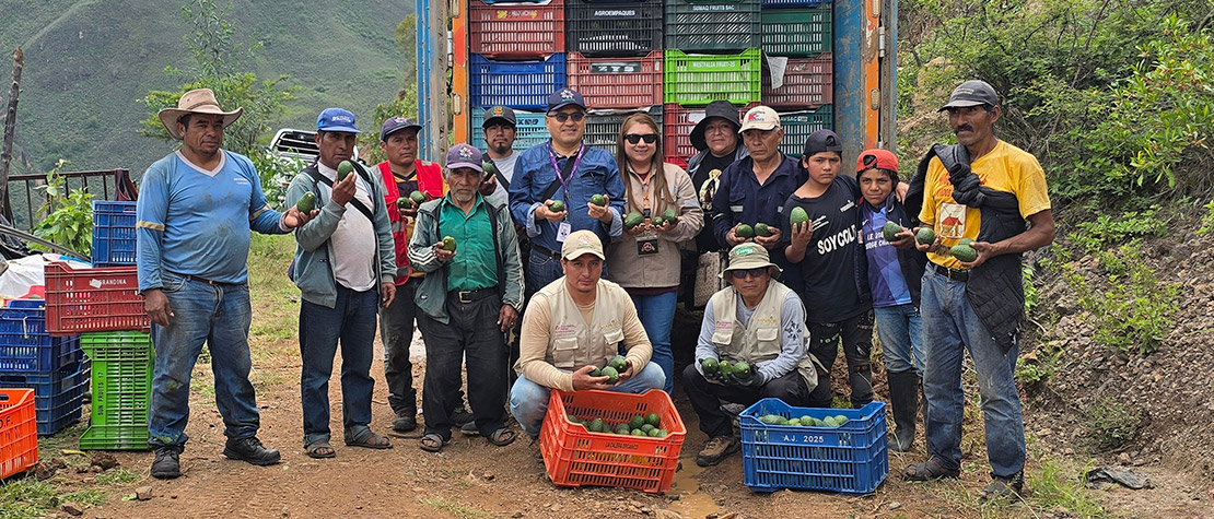 Poderosa y agroexportadora impulsan juntos la primera cosecha de 40 toneladas de palta Hass de exportación en Chuquitambo