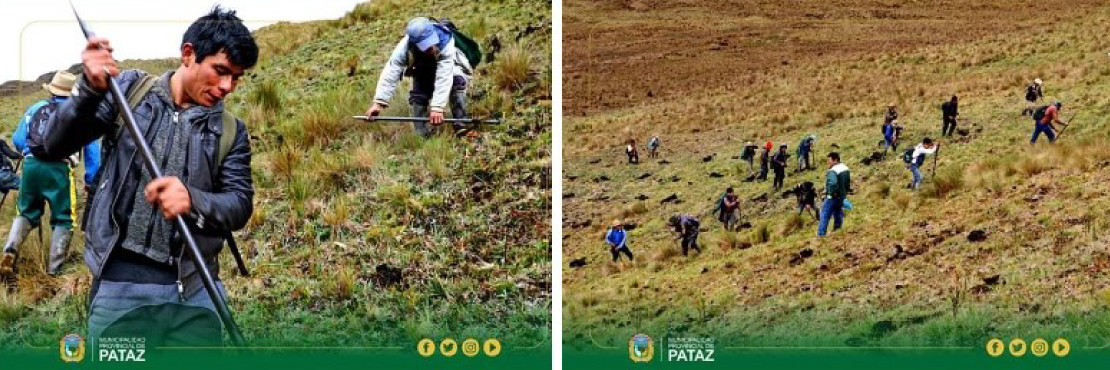 Pataz: trabajo conjunto en forestación de 100 mil plantones de pino