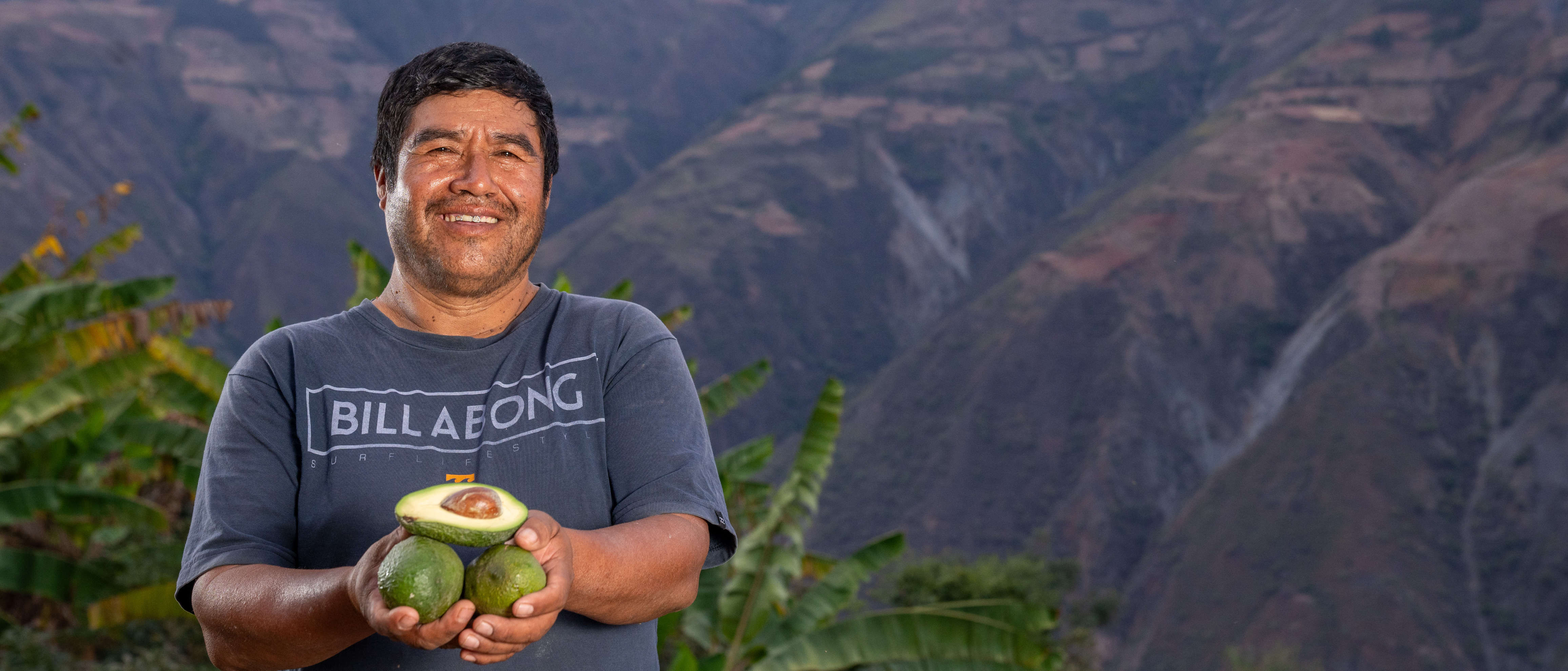 Palta de Chuquitambo: el fruto andino que abre camino hacia nuevos mercados y transforma vidas