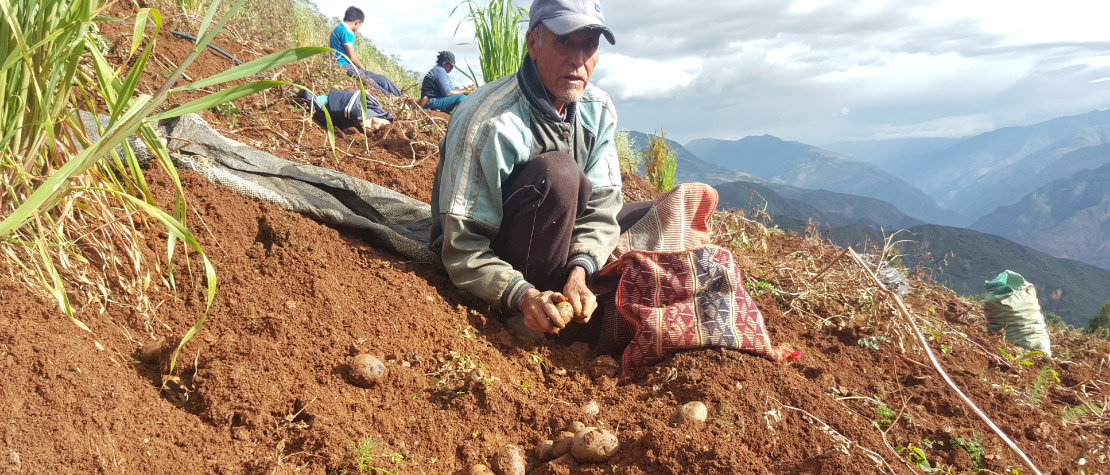 Proyectos de investigación en papa y maíz morado ganan Premio Caral 2020