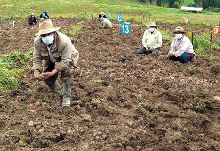 Distanciamiento social inteligente asegura cosecha de valiosos experimentos de papa en La Libertad