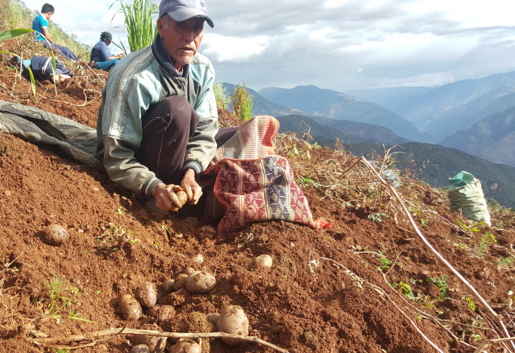 Proyectos de investigación en papa y maíz morado ganan Premio Caral 2020